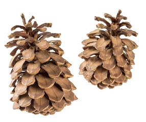 Two pine cones close up, isolate on white background