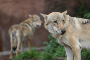 Gray Wolf (Canis lupus) Portrait - captive animal. Wolf at the zoo in the summer.