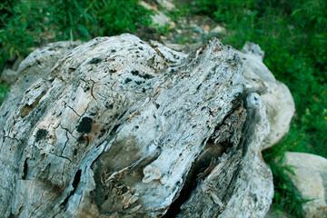 Ancient dead tree