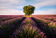 Lavender Field With Tree With Cloudy Sky