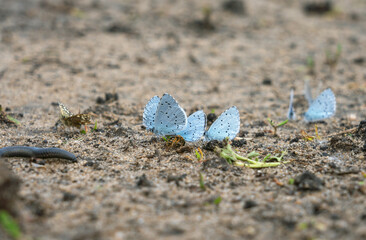 Wall Mural - Shasta Blue butterflies and other insects in search of moisture sit on a dried-up puddle close-up