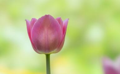 Wall Mural - purple tulip flower close-up on a colored blurred background