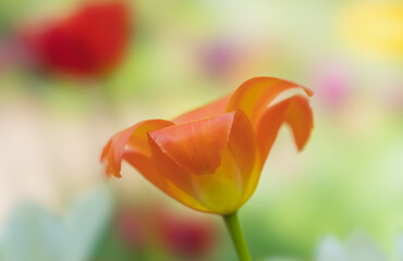 Wall Mural - orange tulip flower close-up on a colored blurred background