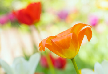 Wall Mural - orange tulip flower close-up on a colored blurred background