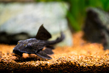 Wall Mural - selective focus of a suckermouth catfish or common pleco (Hypostomus plecostomus) isolated in a fish tank with blurred background