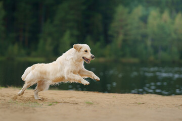 Wall Mural - the dog jumps, flies on the beach on the lake, near the water. Active beautiful golden retriever in nature 