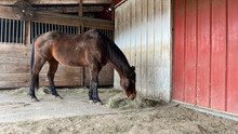A Brown Horse Eating Hay On A Stall Mat In A Shed With A Stall In The Background.