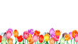 カラフルなチューリップの背景フレーム。水彩風イラスト。
Colorful tulips background frame. Watercolor style illustration.