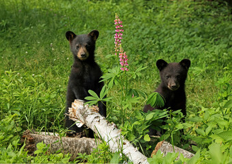 Wall Mural - the surprised bear cubs