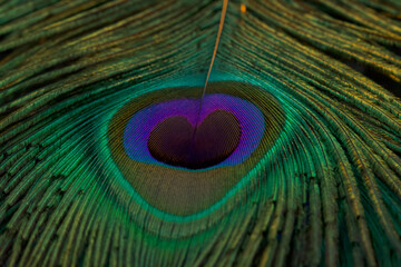 Wall Mural - Peacock feather, Peafowl feather, Closeup. Feather, Bird feather, Background, Wallpaper. Green feather.