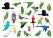 Animal Green Parrots Cockatoos Characters Cartoon Vector