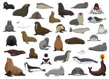 Animal Seal Sea Lion Walrus Characters Cartoon Vector