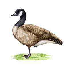canada goose bird standing on the green grass. watercolor illustration. hand drawn canadian goose wi