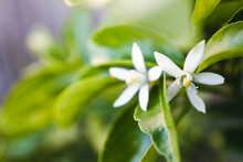 Tahitian Lime Plant With White Flowers, Close-up Shot At Shallow Depth Of Field