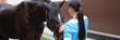 © H_Ko - Veterinarian strokes and communicates with horse outdoors