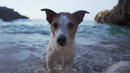 Wall Mural - the dog play on the beach. Jack Russell Terrier at sea. Active pet outdoors, vacation