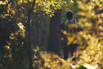 Poster - Hiker, backpacking and hiking in nature forest, trekking woods or trees for adventure, relax workout or fitness exercise. Behind man, walking or person in environment, healthcare or morning wellness