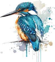 Watercolor Colorful Kingfisher Bird Vector With White Background 