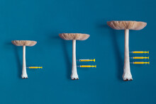 Three Long-stemmed Mushrooms Arranged In Size Order With A Syringe Stuck In The Smallest, Two In The Medium Size, And Three In The Largest On A Blue Background. Growth, Transformation Medicine Concept