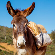 Portrait Of Donkey In Morocco