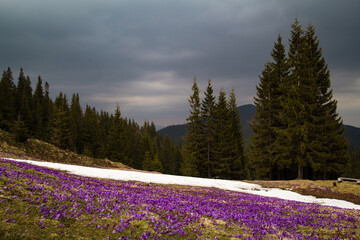 Wall Mural - Crocus flowers meadow with melting snow and firs landscape photo. Nature scenery photography with slope on background. Ambient light. High quality picture for wallpaper, travel blog, magazine, article