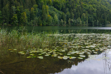 Wall Mural - Seerosenblätter auf dem Schwansee, Füssen, Allgäu, Bayern, Deutschland, Europa