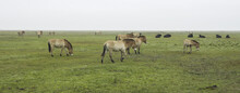 The Przewalski's Horse ( Equus Przewalskii ), Also Called The Takhi And The Aurochs (Bos Primigenius) In Hortobágy National Park In Hungary.