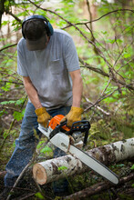 A Middle-aged Man Uses A Chainsaw To Buck A Log.
