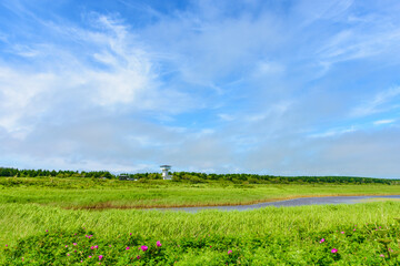 Poster - 北海道ベニヤ原生花園
