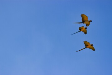 Full body shot of three flying blue golden macaws, blue sky in background.