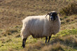 The blackface sheep breed is the most numerous pure breed in Britain, with the vast majority in Scotland.