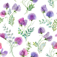 Sweet Pea And Spring Leaves Seamless Pattern Isolated On White. Watercolor Botanical Illustration. Romantic Transparent Flowers. Spring Floral Bouquets