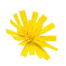 Yellow Catsear, Flatweed, Cat's-ear Or Hairy Cat's Ear (Hypochaeris Radicata) Flower (false Dandelion)
