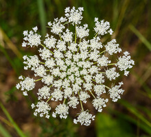 White Inflorescence Of Wild Carrot (Daucus Carota) Aka Bird's Nest, Bishop's Lace, And Queen Anne's Lace