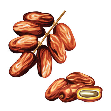 date palm fruit food brown nut sweet vector illustration nuts fruits dessert healthy natural organic