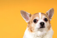 Portrait Of A Chihuahua Dog On A Yellow Background