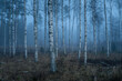 © Airpixelsmedia - Moody and Ethereal Image of Foggy Trees in a Swedish Forest
