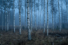 Moody And Ethereal Image Of Foggy Trees In A Swedish Forest