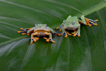 Wall Mural - A pair of Flying Tree Frogs (Rhacophorus reinwardtii) on a leaf.