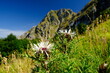 Carlina acaulis. Mountain thistle flower or Carlina acaulis.Vegetation of the Apuan Alps in Tuscany with Pisanino mountain in the Garfagnana. Carrara, Tuscany, Italy