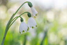 The White Bell Flowers Of Leucojum Vernum In Early Spring.