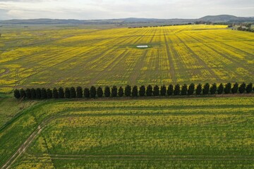 An aerial view of yellow flower field