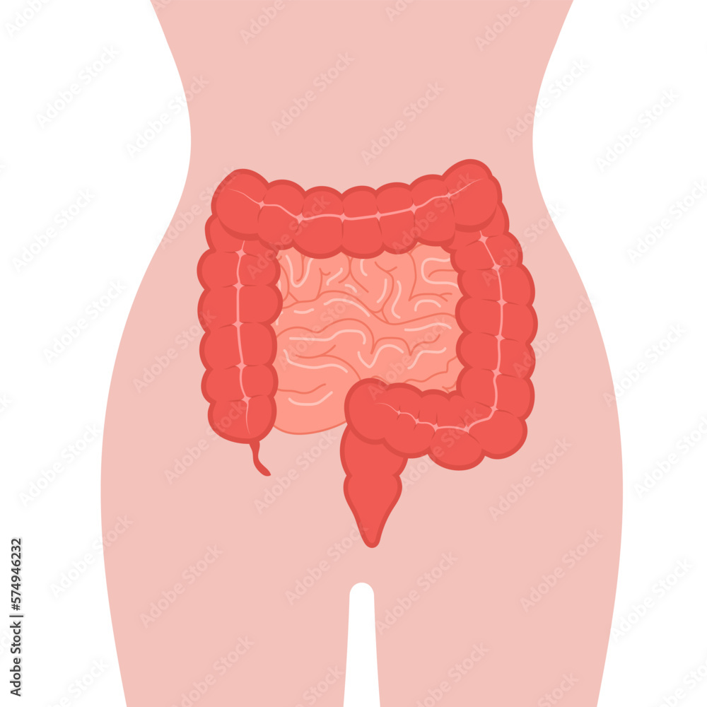 Anatomy of the colon. Intestine icon. Human internal organ. Health bowel. Medical vector illustration in flat cartoon style.