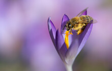 Close-up Of A Tiny Honey Bee Looking For Food On A Purple Crocus. The Bee's Body Is Covered With Yellow Pollen. The Background Is Purple
