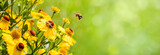 Fototapeta  - Nature summer Background with Bee collects nectar