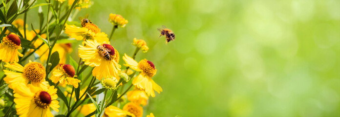 nature summer background with bee collects nectar
