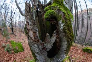 Wall Mural - Face in the Forest