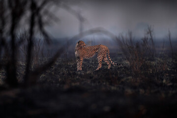 Fototapete - Cheetah, fire burned destroyed savannah. Animal in fire burnt place, Cheetah in the black ash and cinders, Savuti, Chobe NP in Botswana. Hot season in Africa. African lion, male. Botswana wildlife.