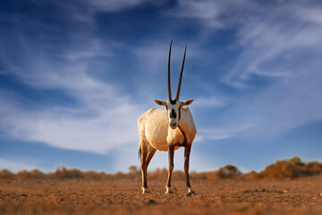 nature jordan, arabia nature. arabian oryx or white oryx, oryx leucoryx, antelope with a distinct sh
