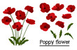 Red poppies on white